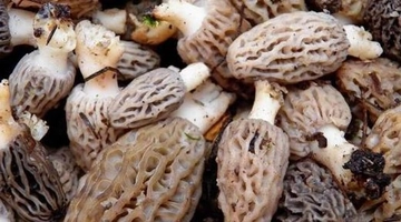 Kuzu Göbeği Mantarının Faydaları Nelerdir? Kuzu Göbeği Mantarının Faydaları Nelerdir?