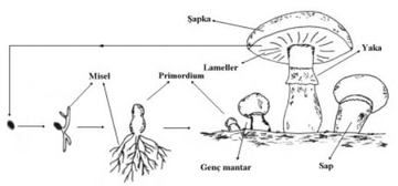 Mantarlarda Üreme Nasıl Olur? Mantarlarda Üreme Nasıl Olur?